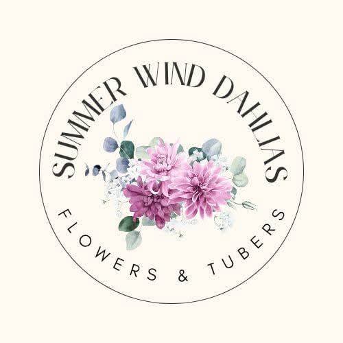 Summer Wind Dahlias Brooklet 