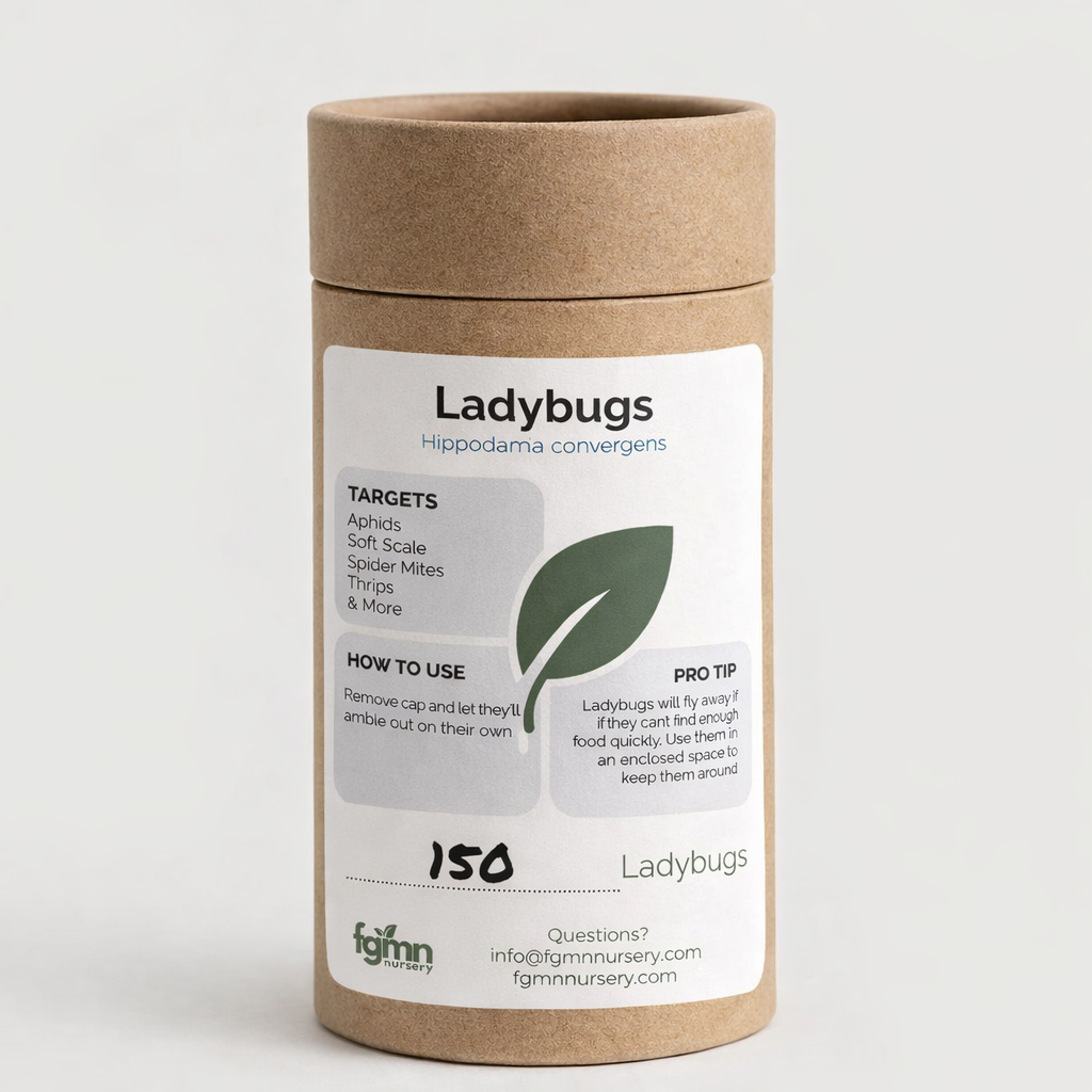 Ladybugs from FGMN Nursery used as organic pest treatment for garden plants, shown on leaves in this image.