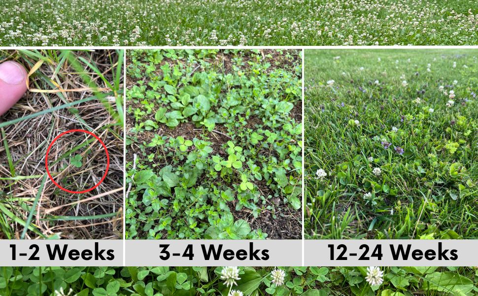 Easy Grow Dutch Clover Bee Lawn Eco-Friendly Kit - Blessings Grow Meadows