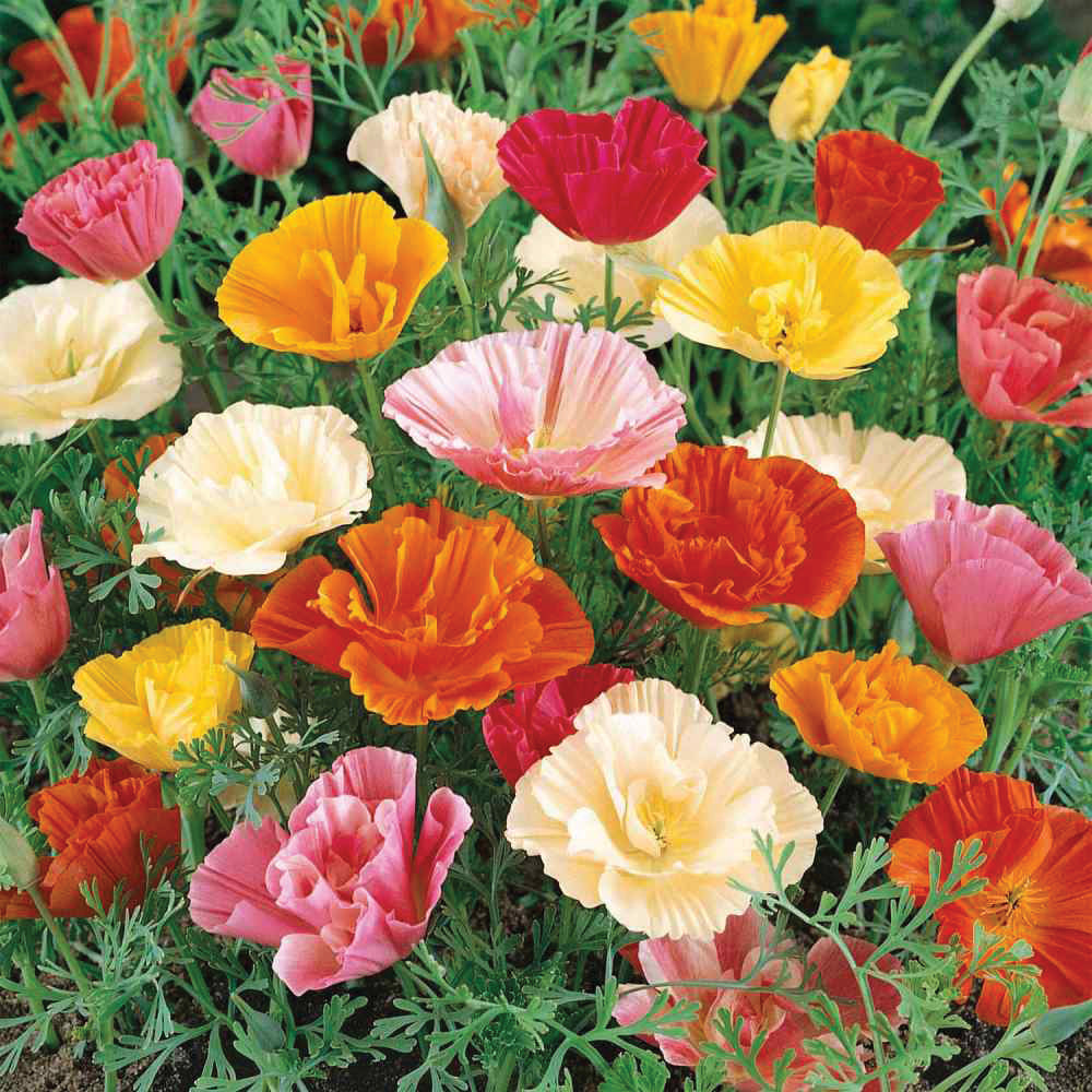 Papaver Poppy Mix - Blessings Grow Meadows
