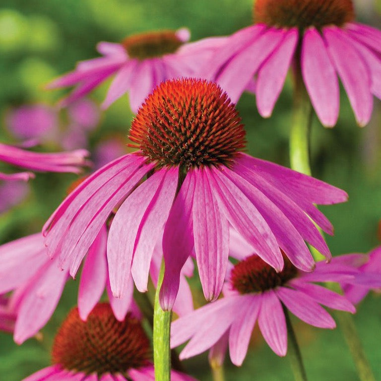 Purple Coneflower (Echinacea) - Blessings Grow Meadows