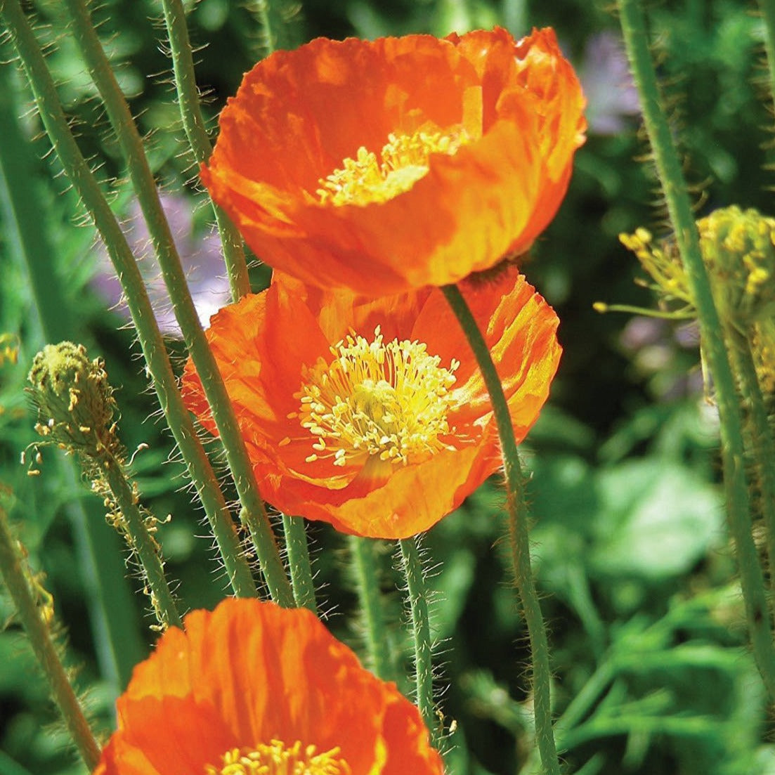 Iceland's Finest Poppy - Blessings Grow Meadows