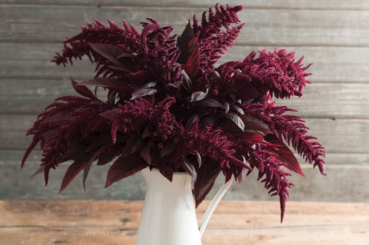 Red Spike Amaranth - Blessings Grow Meadows