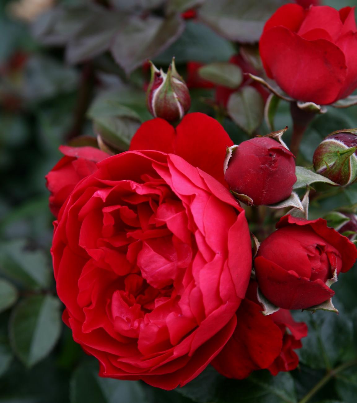 Red Eden Climbing Rose plant in a 1.5-gallon pot by Fresh Garden Living, showcasing vibrant red blossoms and lush green foliage.