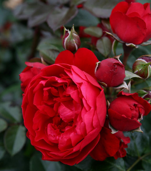 Red Eden Climbing Rose plant in a 1.5-gallon pot by Fresh Garden Living, showcasing vibrant red blossoms and lush green foliage.