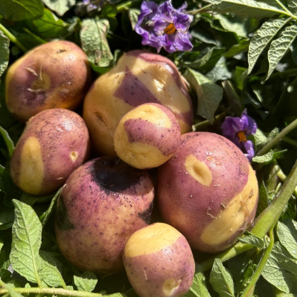 Organic Masquerade Seed Potato (lb) - Blessings Grow Meadows