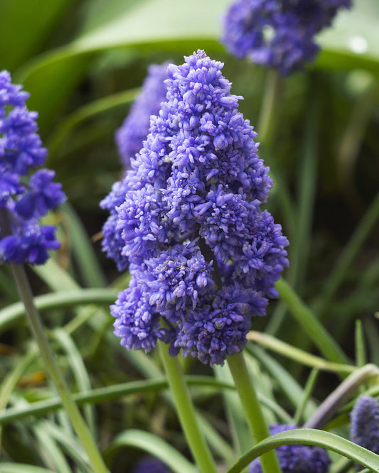 Cluster of vibrant purple Muscari armeniacum bulbs from BloomingBulb, ready for planting in a garden or container.