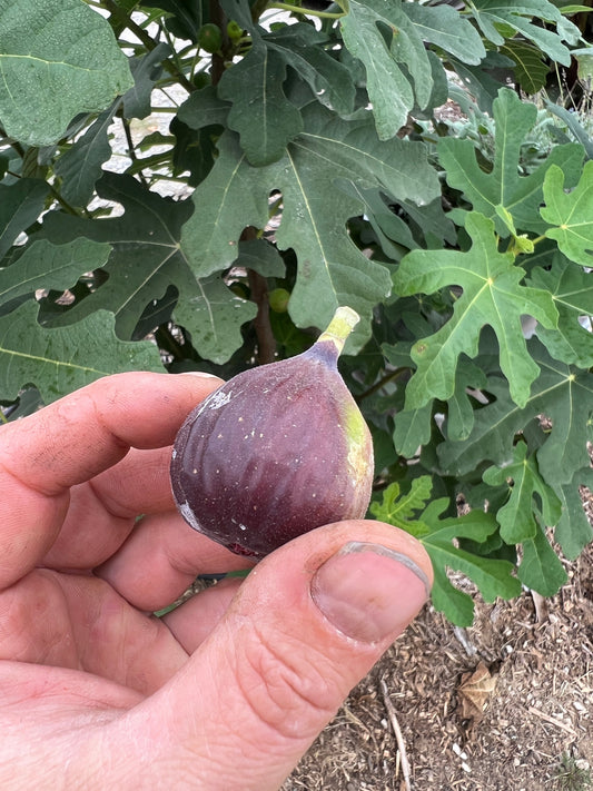 Close-up of Chicago Hardy fig cuttings from The Farm On Central, showing healthy, leafy fig plant segments ready for planting.