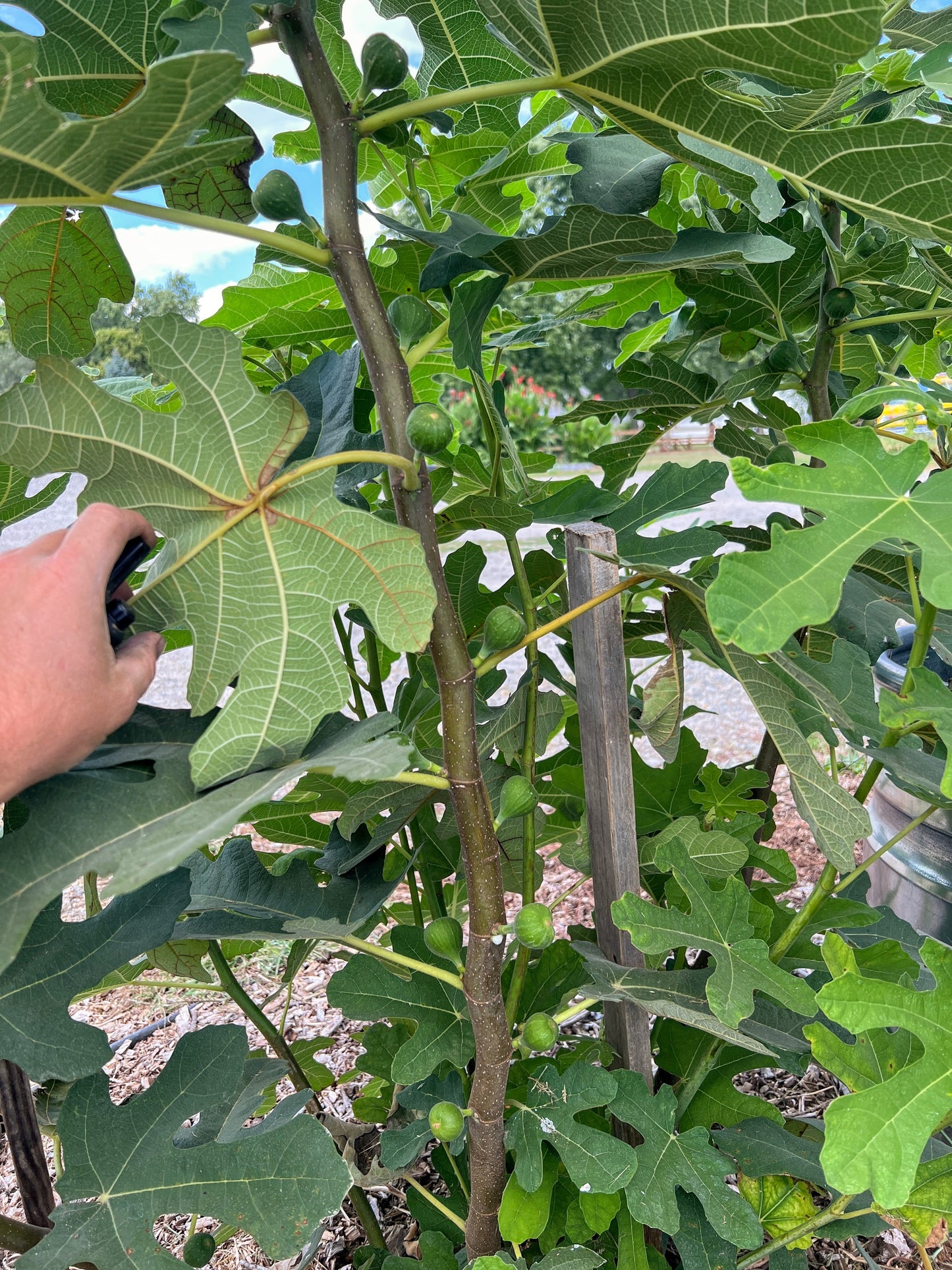 Fresh Olympia Hardy Fig plugs from The Farm On Central, showcasing ripe, lush figs with green leaves in natural setting.