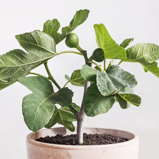 Fignomenal Fig Dwarf Tree for Small Spaces - Blessings Grow Meadows -