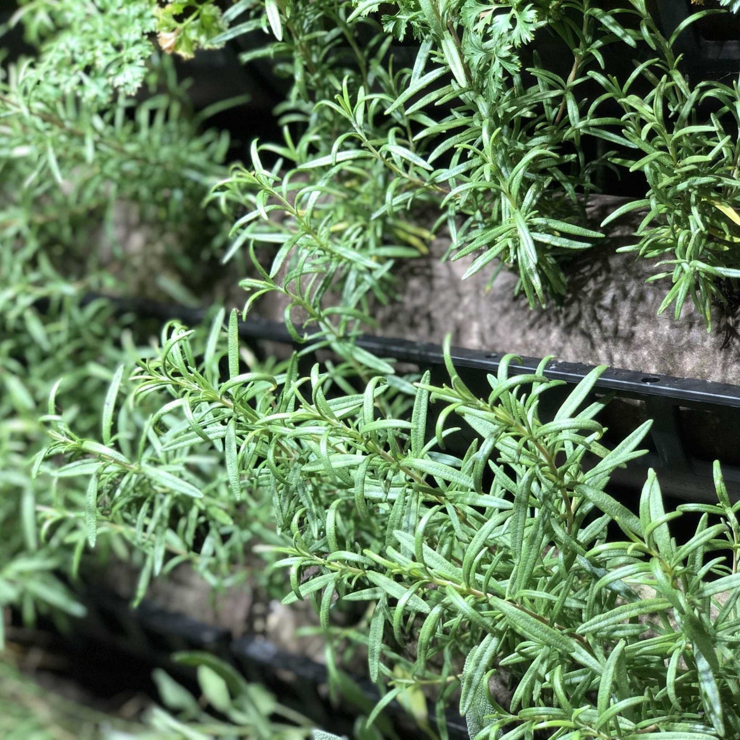 Filled Ellepot Pouches for Vertical Gardens - Bootstrap Farmer ~ Blessings Grow Meadows