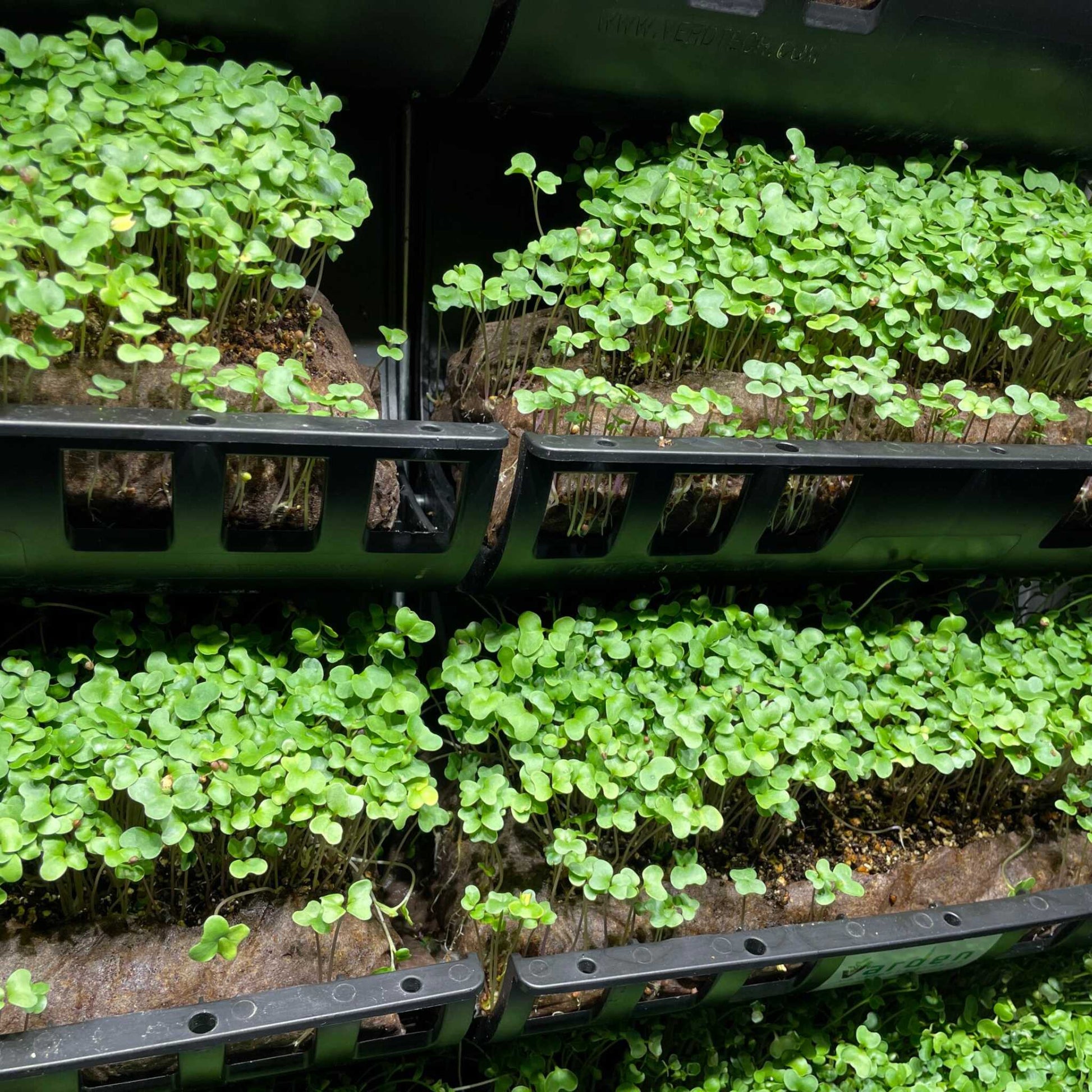 Filled Ellepot Pouches for Vertical Gardens - Bootstrap Farmer ~ Blessings Grow Meadows