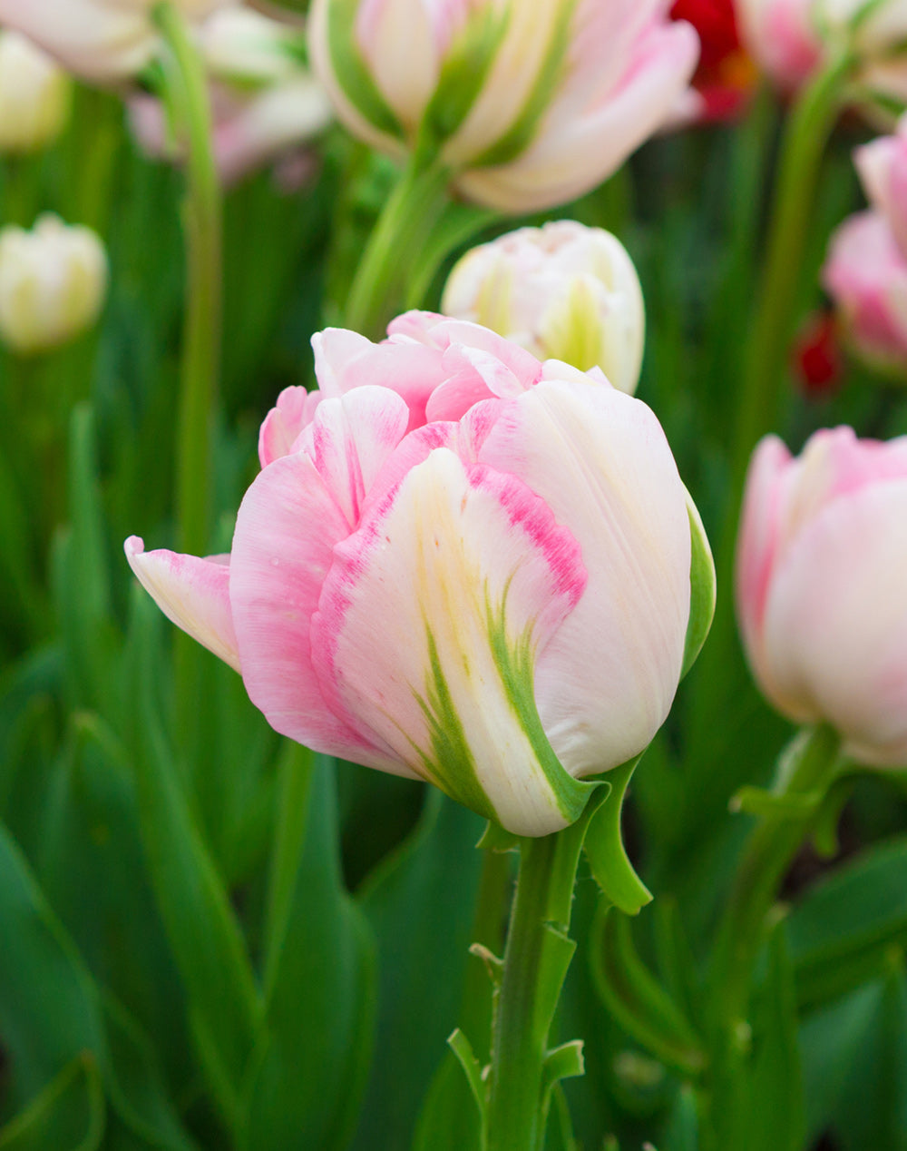 Finola Double Late Tulip - 10 bulbs