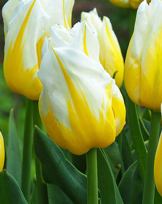 Bright orange Flaming Agrass Triumph Tulip bulbs from BloomingBulb, showcasing vibrant tulip flowers ready for planting.