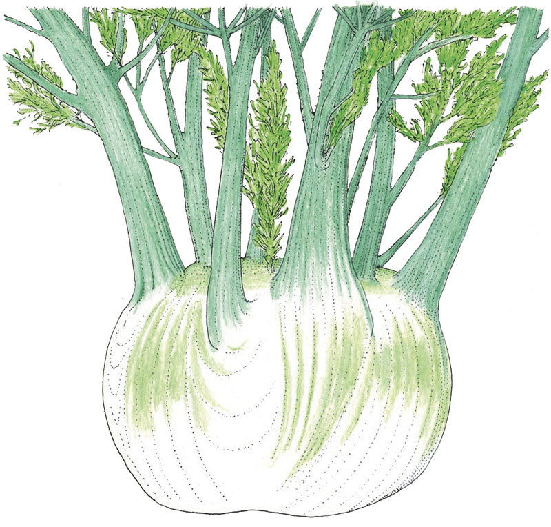 Florence Fennel Seeds (Organic) - Blessings Grow Meadows