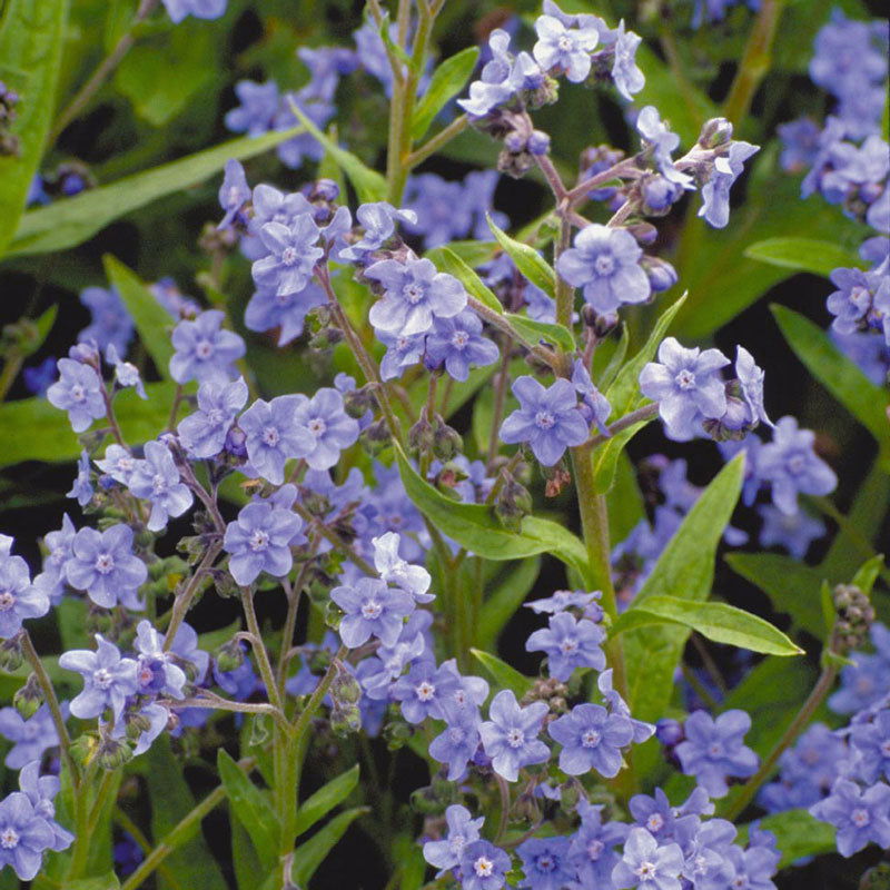 Forget-Me-Not, Chinese (1/4 lb) - Blessings Grow Meadows