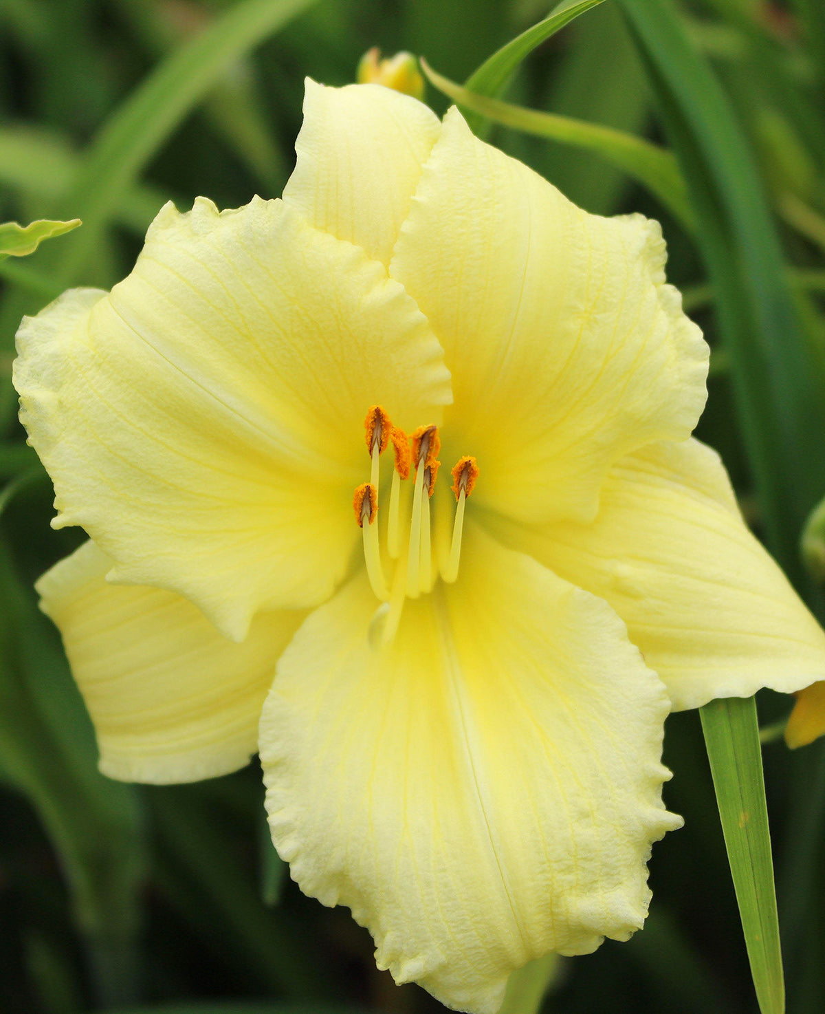 Fragrant Returns Reblooming Daylily - Single Root Division