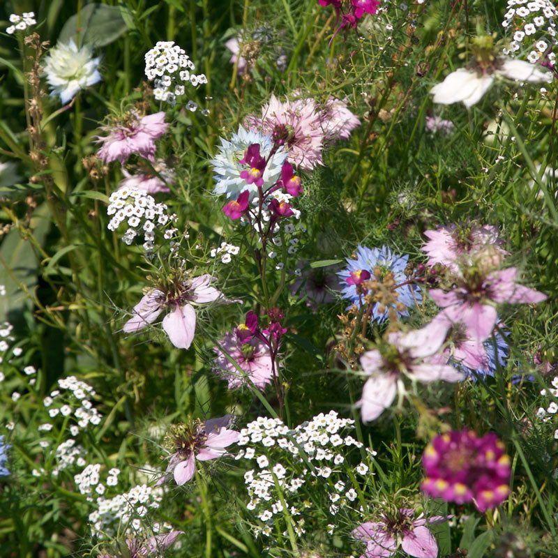 Fragrant Garden Wildflower Mix (pack) - Blessings Grow Meadows