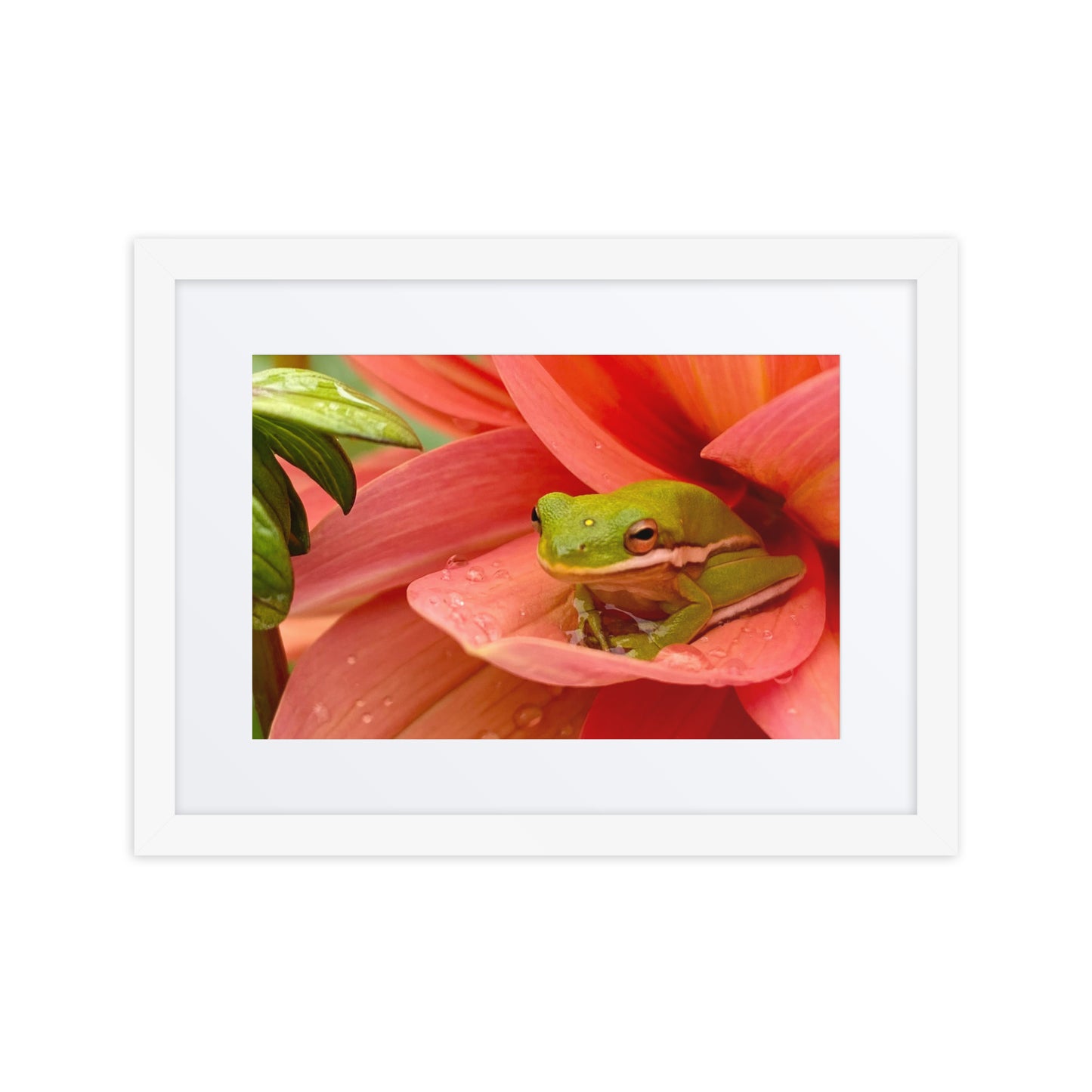 Framed Dahlia and Frog Print - Blessings Grow Meadows -