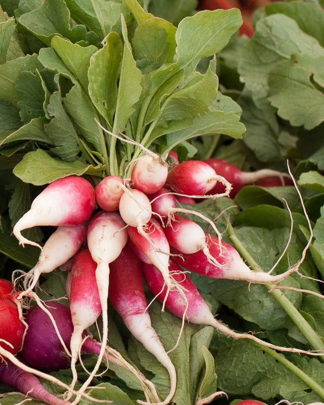 French Breakfast Radish Seeds (Organic) - Blessings Grow Meadows