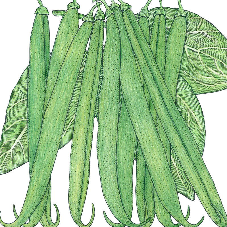 French Garden Bean Seeds (Organic) - Blessings Grow Meadows