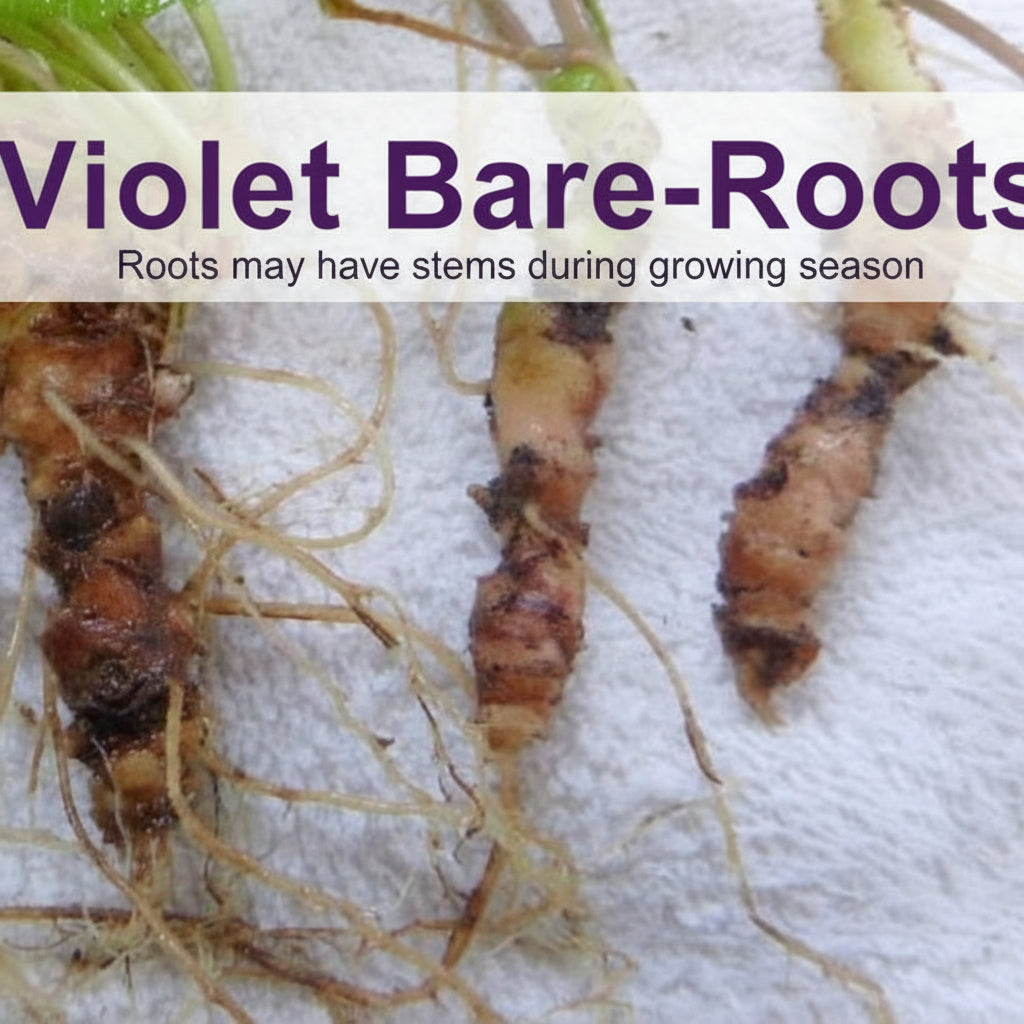 Native Purple Violet Live Plant – Viola sororia – Native Shade Groundcover – Zones 3–8