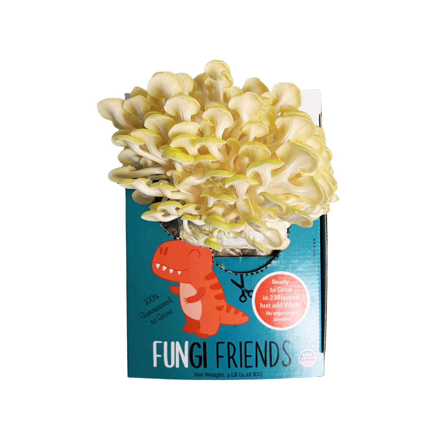 Fungisaurus Rex gold oyster mushroom grow kit by Mushroom Growing Kit Depot with mushrooms sprouting in a box, 5 lbs.