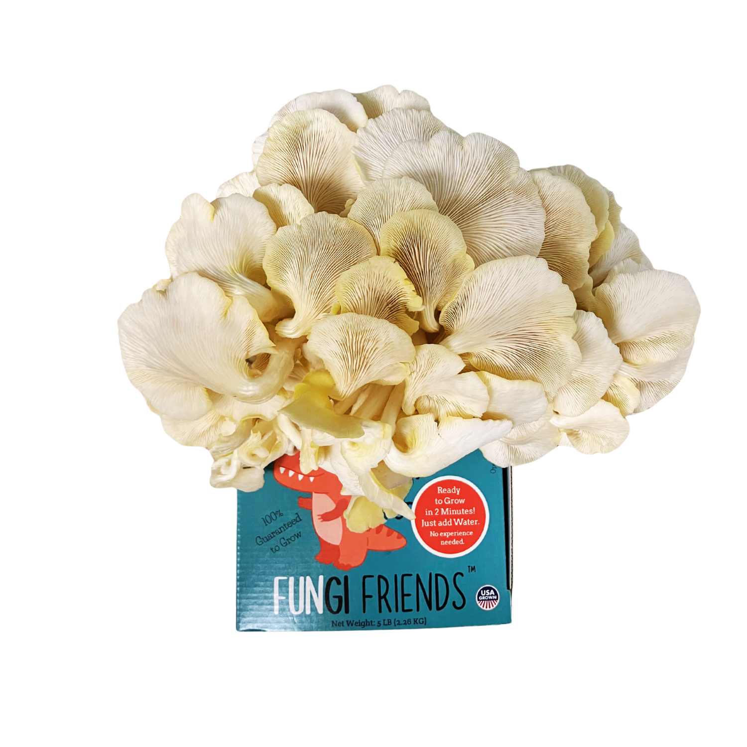 Gold oyster mushroom grow kit by Mushroom Growing Kit Depot with Fungisaurus Rex branding, showing mature mushrooms on the front.