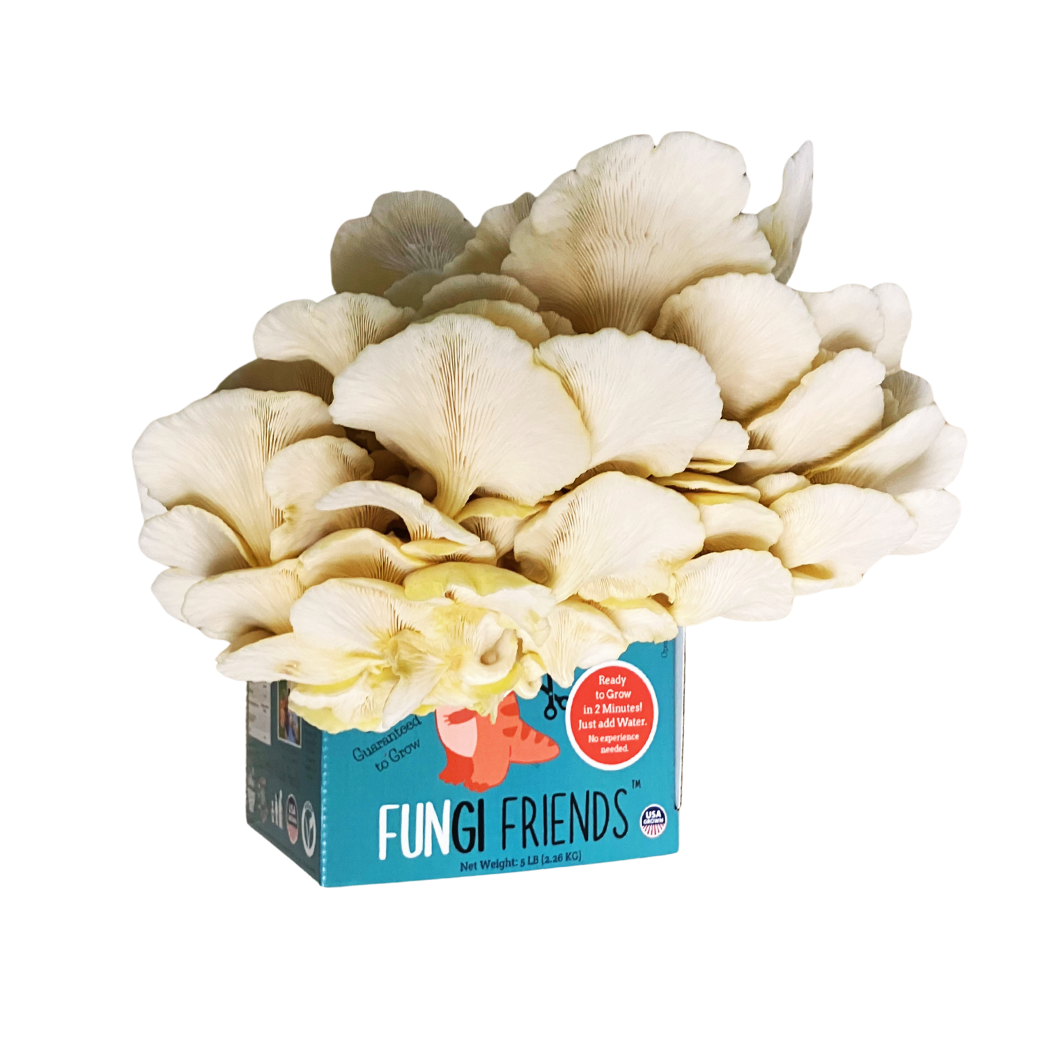 Fungisaurus Rex Gold Oyster Mushroom Grow Kit by Mushroom Growing Kit Depot, showing mature oyster mushrooms on the kit with a box.