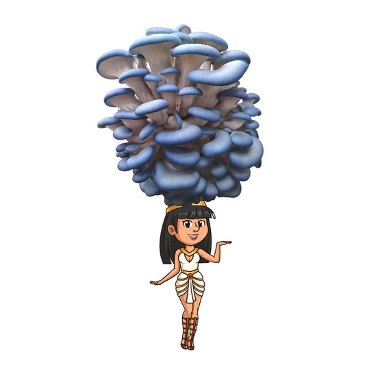 Fungititi- Blue Oyster Mushroom Grow Kit - 6.5 LBS - Blessings Grow Meadows