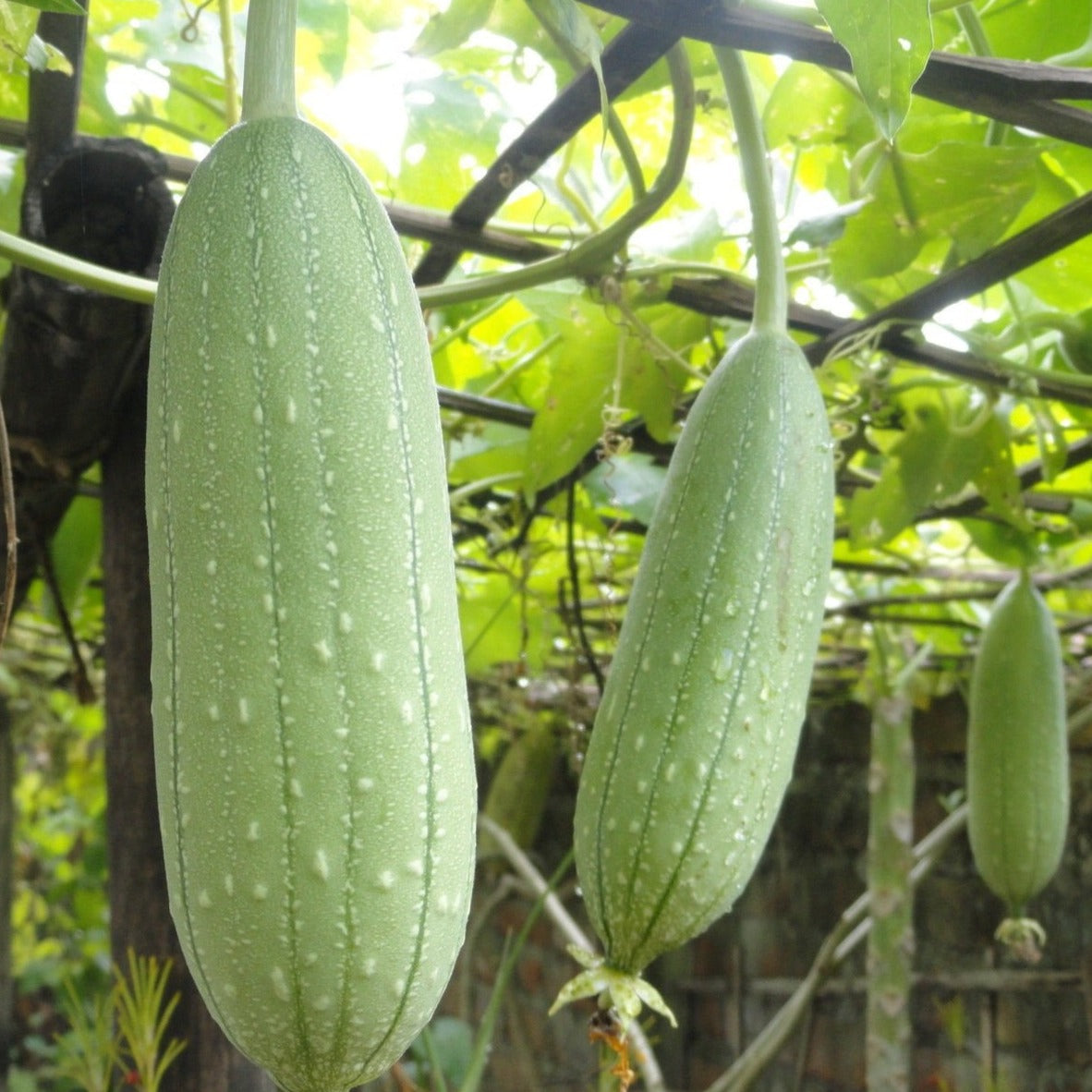 Luffa Gourd - Blessings Grow Meadows