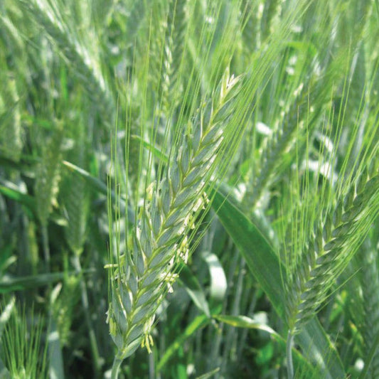Triticale - Blessings Grow Meadows