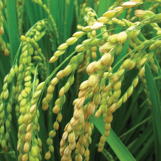 Long Grain Rice - Blessings Grow Meadows