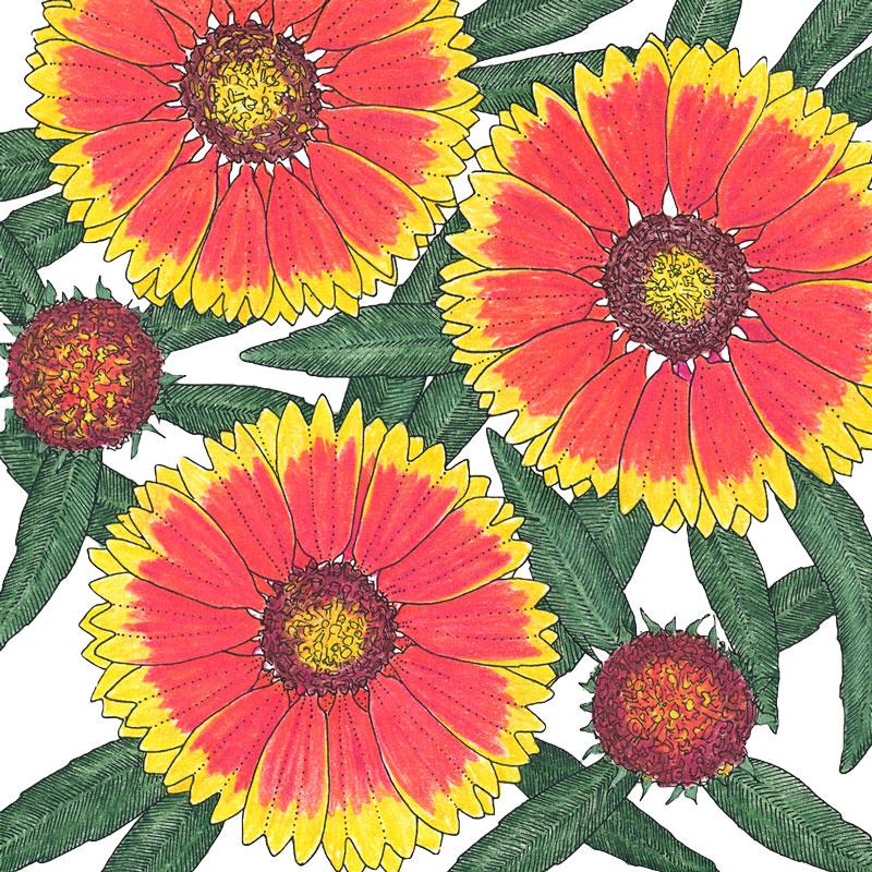 Gaillardia, Blanketflower (1/4 lb) - Blessings Grow Meadows