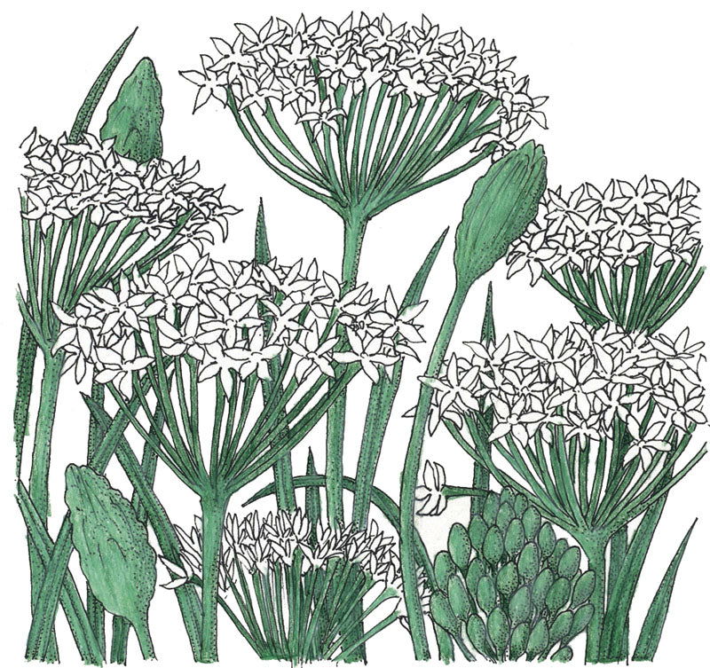 Garlic Chives Seeds (Organic) - Blessings Grow Meadows