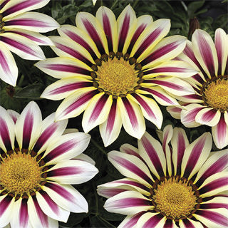 Big Kiss White Flame Hybrid Gazania Seeds - Blessings Grow Meadows