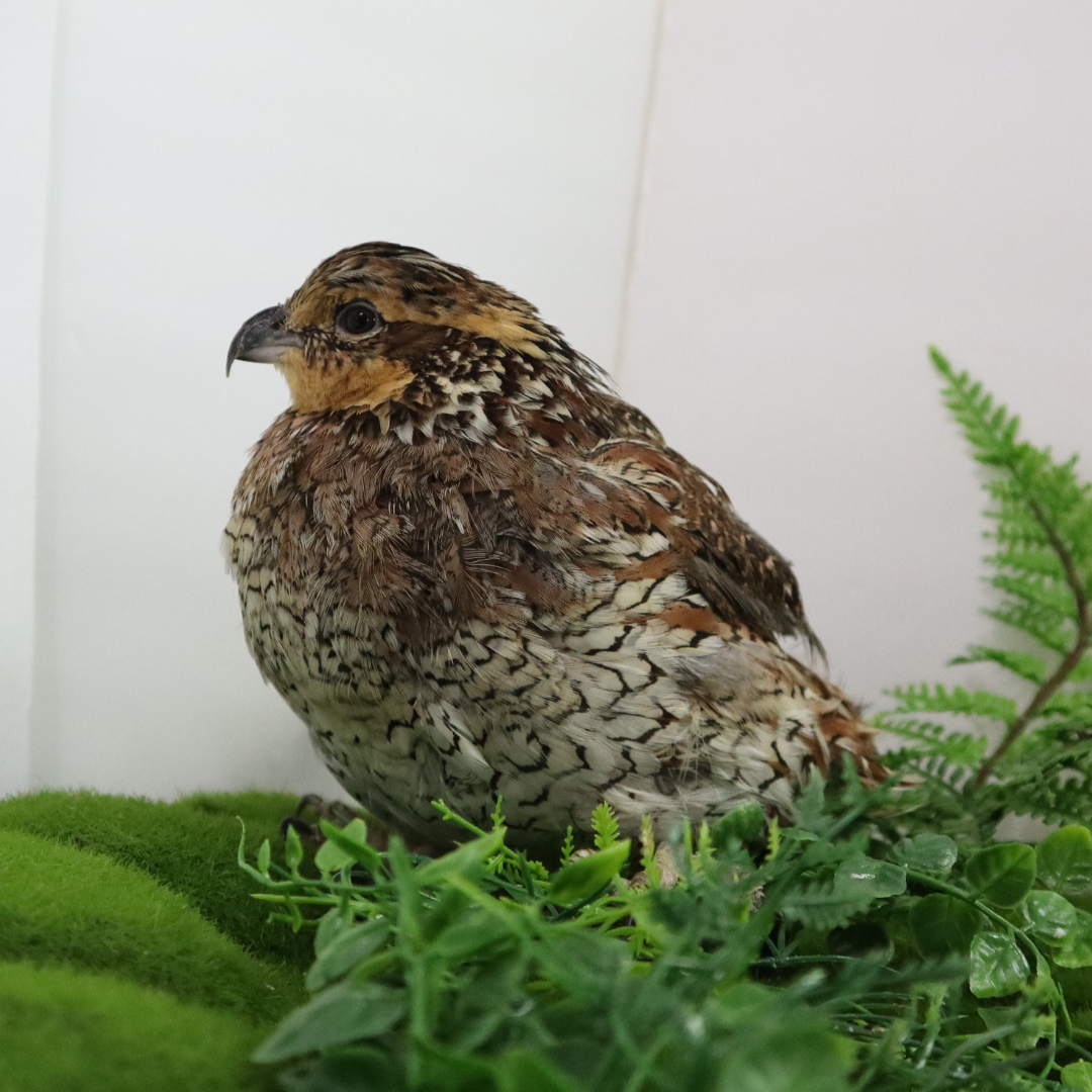 Georgia Giant Quail Hatching Eggs from Quailz.com, showing a collection of fertile quail eggs on a white surface.