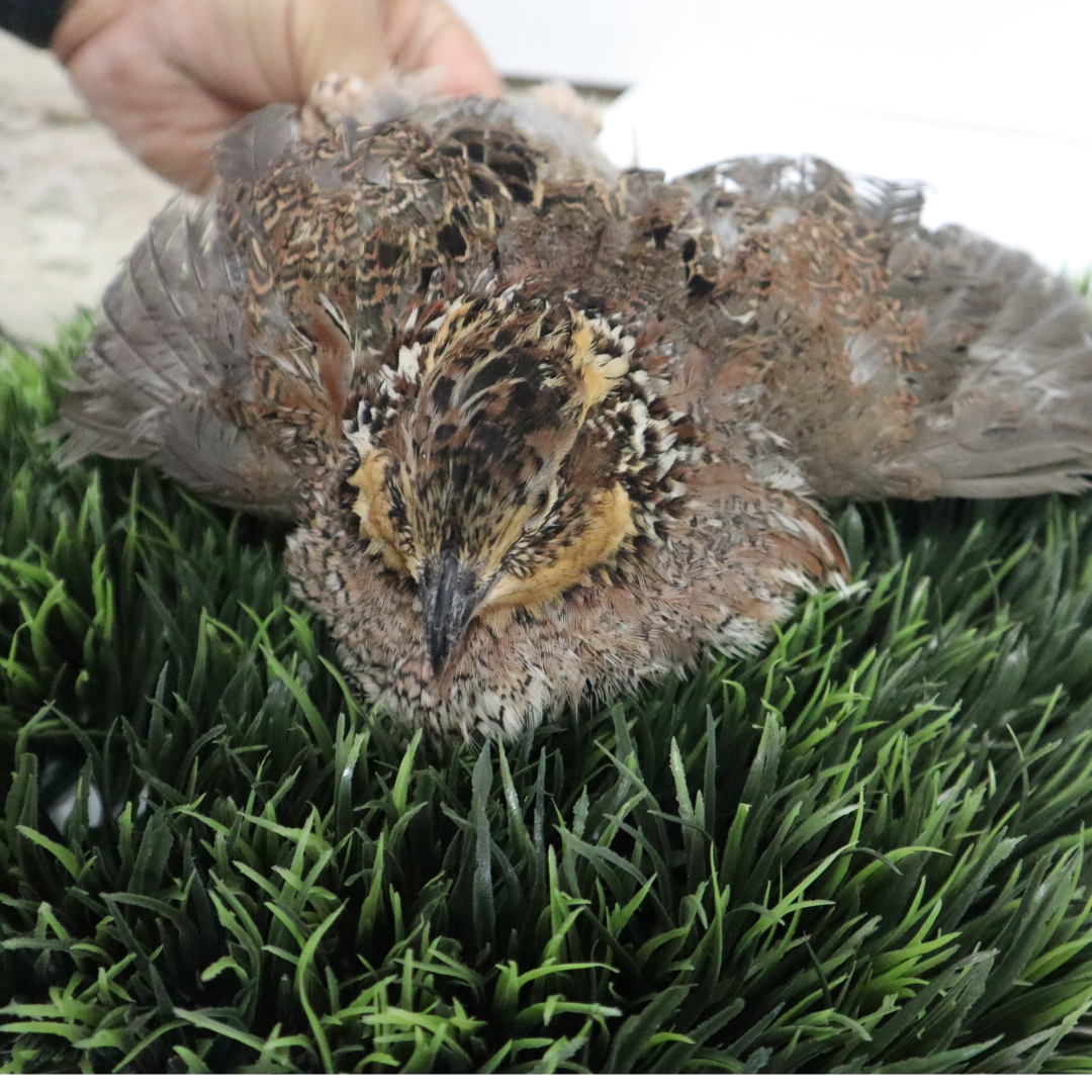 Georgia Giant Quail hatching eggs from Quailz.com by Undique LLC, showing smooth, oval-shaped quail eggs with speckled shells.