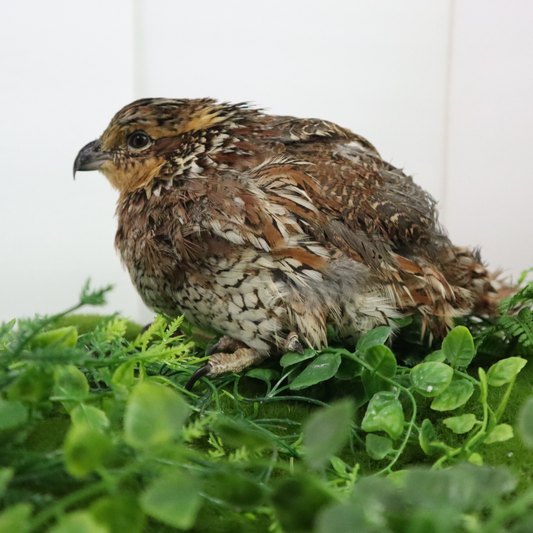 Georgia Giant Quail hatching eggs from Quailz.com by Undique LLC, showing 5 fresh, speckled quail eggs ready for incubation.
