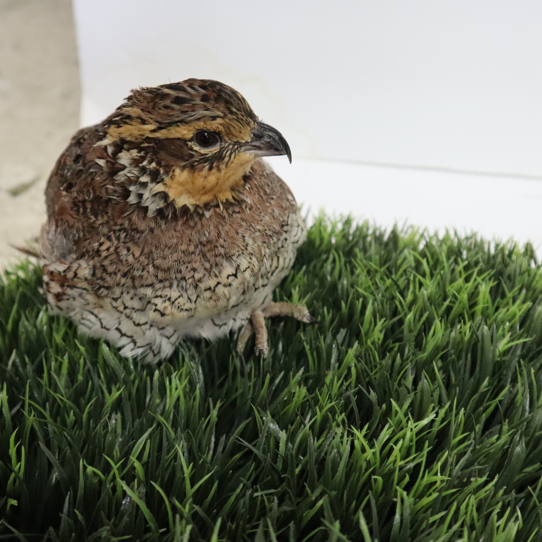 Georgia Giant Quail Hatching Eggs from Quailz.com by Undique LLC, showing a close-up of large, speckled quail eggs.