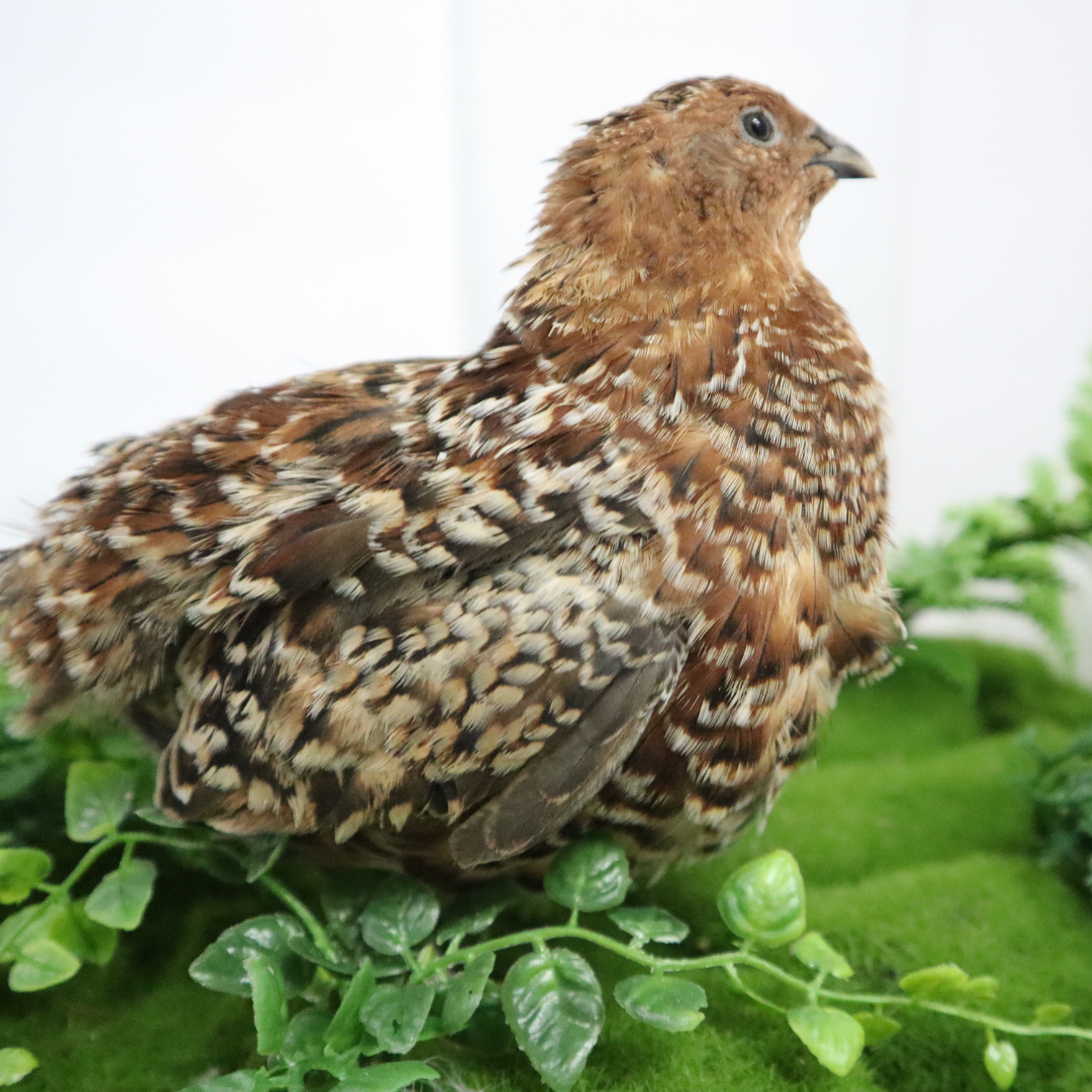 Fertile German Chocolate Pansy quail eggs from Quailz.com, showing vibrant patterned eggs in a natural setting.