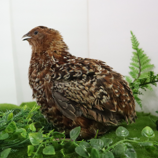 German Chocolate Pansy Quail hatching eggs showing smooth brown shells with purple pansy markings, ideal for incubation.
