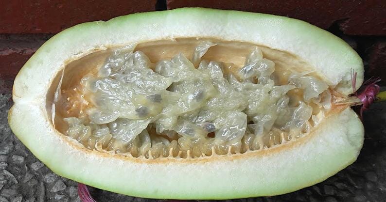 Giant Granadilla Plant - Blessings Grow Meadows -