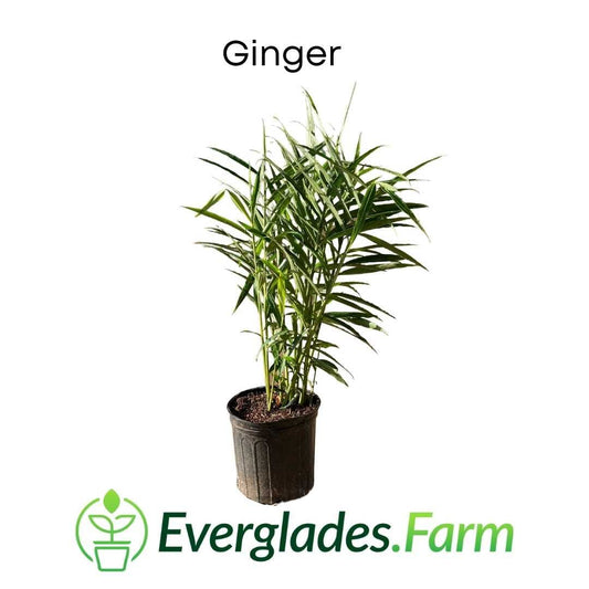 Ginger Plant - Blessings Grow Meadows -