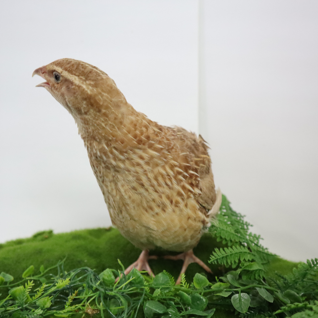 Fertile ginger quail hatching eggs from Quailz.com by Undique LLC, showing a close-up of speckled eggs on a white surface.