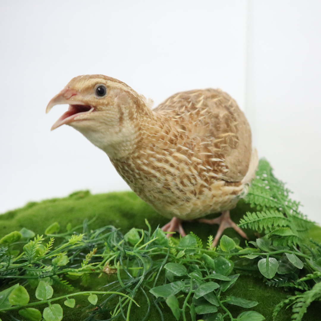 Fertile ginger quail hatching eggs from Quailz.com by Undique LLC, showing smooth, speckled eggs suitable for incubation.