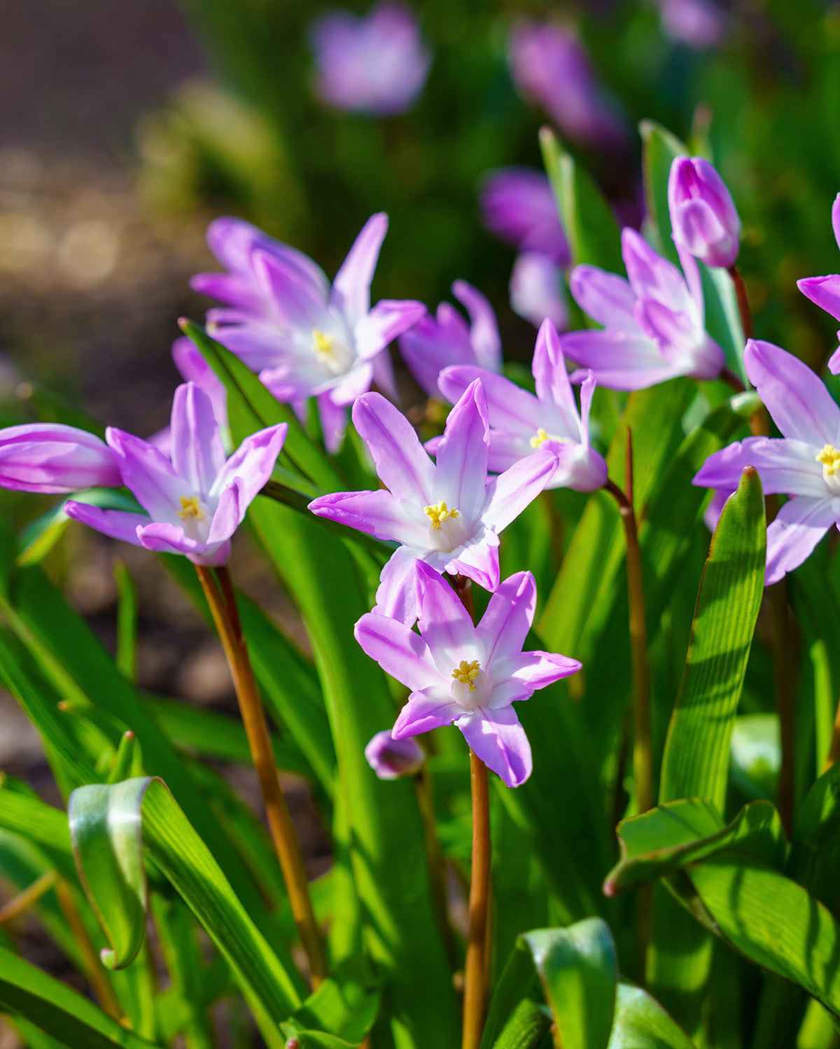 Pink Glory of the Snow - 25 bulbs