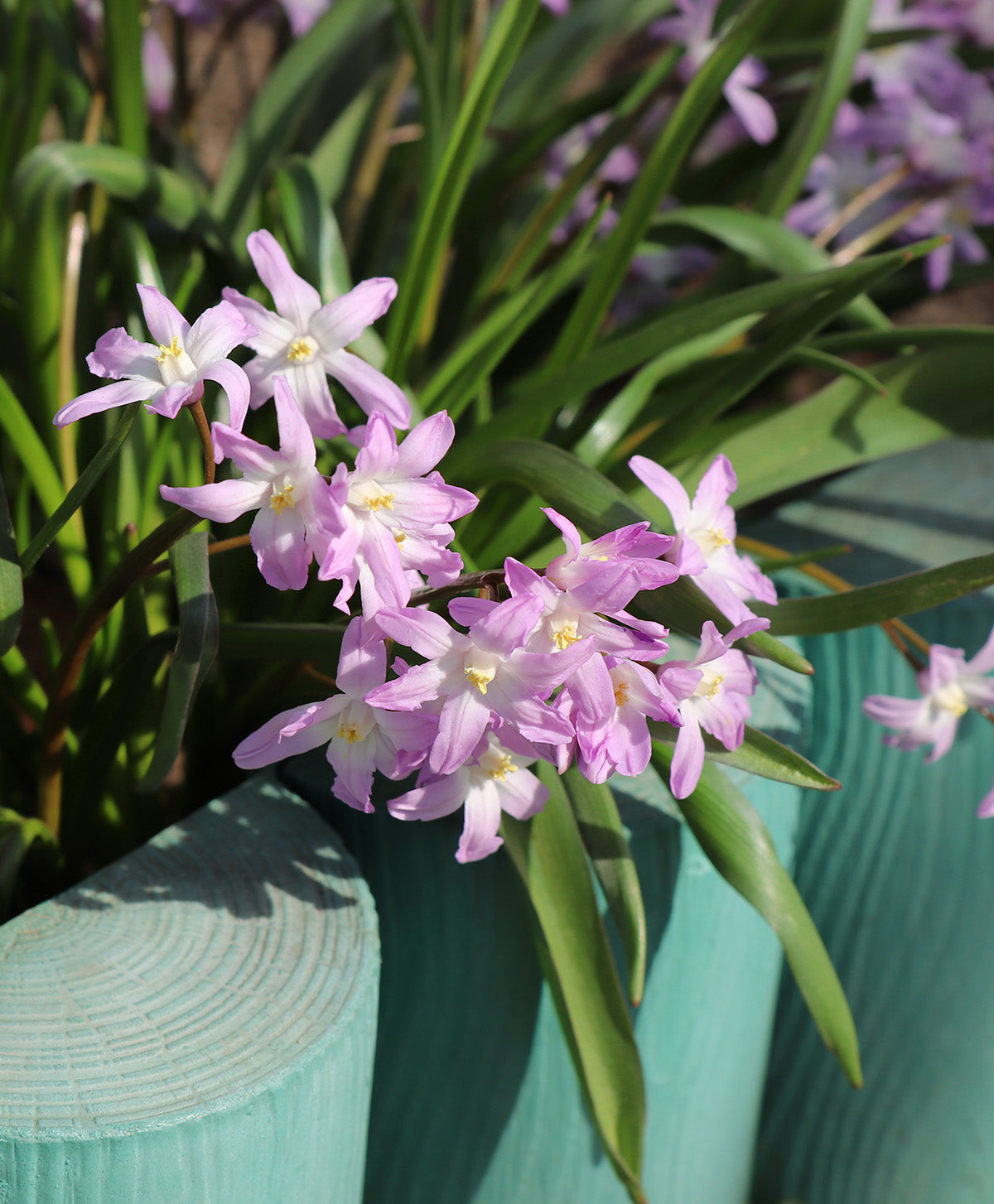 Pink Glory of the Snow - 25 bulbs