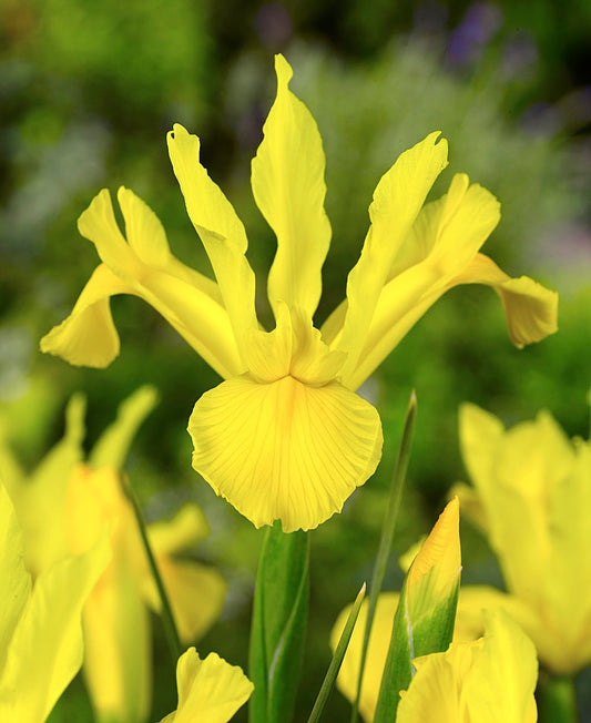 Golden Giant Dutch Iris bulbs from BloomingBulb, showcasing vibrant yellow flowers and healthy bulb packaging.