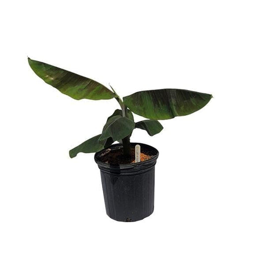 Goldfinger Banana Musa FHIA-1 - The Resilient Delight - Blessings Grow Meadows -